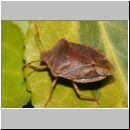 Palomena prasina - Baumwanze m01.jpg